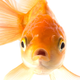 Illustration for article titled Fish feel pain, more fish = more sex, and more breaking fish news